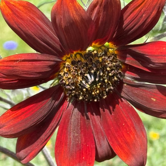 Meet your Posher, Cindy - Picture 2 of 2